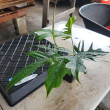 Load image into Gallery viewer, Philodendron Florida Beauty X Tortum, Exact Plant green Form Ships Nationwide
