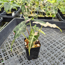 Load image into Gallery viewer, Alocasia Polly Snowflake Pink variegated exact plant, Fedex 2day*
