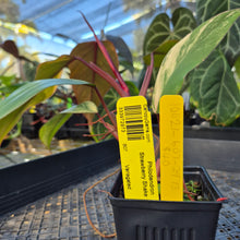 Load image into Gallery viewer, Philodendron Strawberry Shake, Exact Plant Variegated Ships Nationwide
