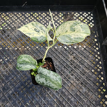 Load image into Gallery viewer, Scindapsus Peasun, Exact Plant Variegated Ships Nationwide
