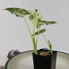 Load image into Gallery viewer, Alocasia Frydek, Exact Plant Variegated double plant Ships Nationwide
