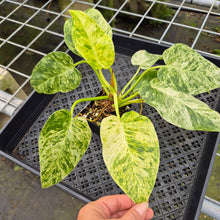 Load image into Gallery viewer, Philodendron Giganteum Blizzard Variegated exact plant, Fedex 2day*
