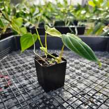 Load image into Gallery viewer, Philodendron Hederaceum Micans Aurea, Exact Plant Variegated Ships Nationwide
