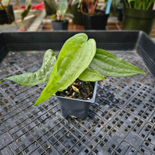 Load image into Gallery viewer, Anthurium Sp. Limon, Exact Plant Ships Nationwide
