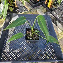 Load image into Gallery viewer, Monstera Burle Marx Flame, Exact Plant Ships Nationwide
