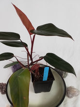 Load image into Gallery viewer, Philodendron Dark Lord, Exact Plant Ships Nationwide
