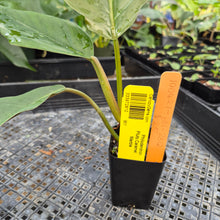 Load image into Gallery viewer, Philodendron Pluto Caramel Marble, Exact Plant Ships Nationwide
