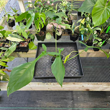 Load image into Gallery viewer, Philodendron Joepii, Exact Plant Ships Nationwide
