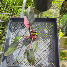 Load image into Gallery viewer, Philodendron Pink Princess, Exact Plant Variegated Ships Nationwide

