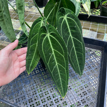 Load image into Gallery viewer, Anthurium Warocqueanum, Queen, Exact Plant 2 top plant
