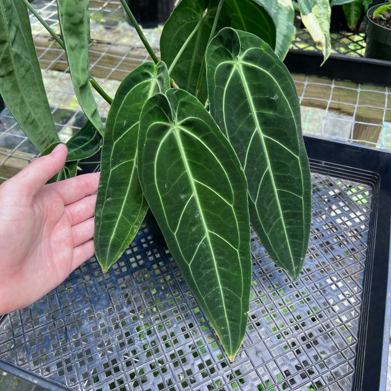 Anthurium Warocqueanum, Queen, Exact Plant 2 top plant