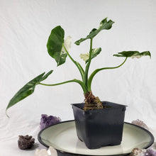 Load image into Gallery viewer, Alocasia Odora, Okinawa Silver, Exact Plant Variegated
