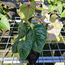 Load image into Gallery viewer, Philodendron Sodiroi True Form 6" pot, Fedex 2day
