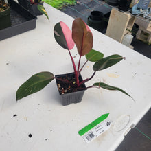 Load image into Gallery viewer, Philodendron Pink Princess, Exact Plant Variegated Ships Nationwide

