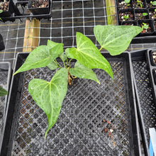 Load image into Gallery viewer, Anthurium Macrolobium, Exact Plant Ships Nationwide
