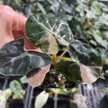 Load image into Gallery viewer, Alocasia Heart Balloon pink variegated 2.5" pot, Fedex 2day*

