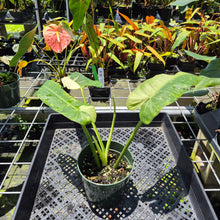 Load image into Gallery viewer, Philodendron Jose Buono Variegated exact plant, Fedex 2day*

