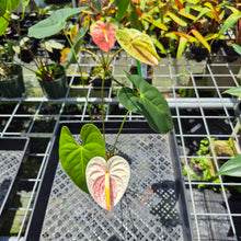 Load image into Gallery viewer, Anthurium Peppermint Splash, Shibori AFF, speckled exact plant, Fedex 2day*
