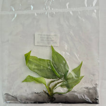 Load image into Gallery viewer, Philodendron Mayoi Aurea variegated tissue culture 2DayAir
