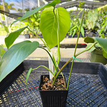 Load image into Gallery viewer, Monstera Sierrana Hawaii Clone, Exact Plant Ships Nationwide
