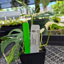 Load image into Gallery viewer, Monstera Adansonii Laniata Albo, Exact Plant Variegated Ships Nationwide
