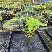 Load image into Gallery viewer, Philodendron Radiatum Aurea Variegated exact plant, Fedex 2day*
