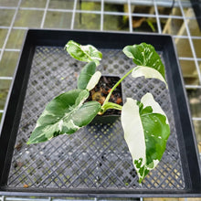 Load image into Gallery viewer, Alocasia Odora, Okinawa Silver, Exact Plant Variegated Multi top
