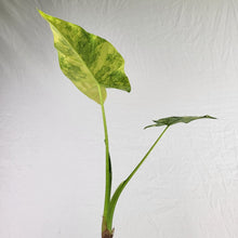 Load image into Gallery viewer, Alocasia Gageana Aurea, Exact Plant Variegated
