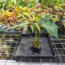 Load image into Gallery viewer, Anthurium Andraeanum Starlight Splash, Exact Plant, Speckled Ships Nationwide
