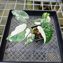 Load image into Gallery viewer, Alocasia Odora, Okinawa Silver, Exact Plant Variegated Multi top
