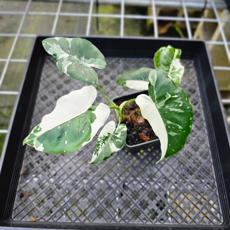 Alocasia Odora, Okinawa Silver, Exact Plant Variegated Multi top