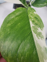 Load image into Gallery viewer, Monstera Lechleriana , Exact Plant Variegated
