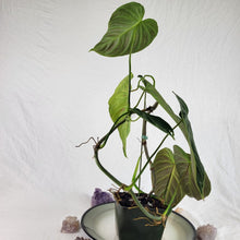 Load image into Gallery viewer, Philodendron Splendid, Exact Plant
