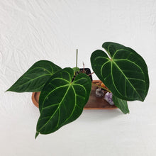 Load image into Gallery viewer, Anthurium Besseae Aff, Exact Plant
