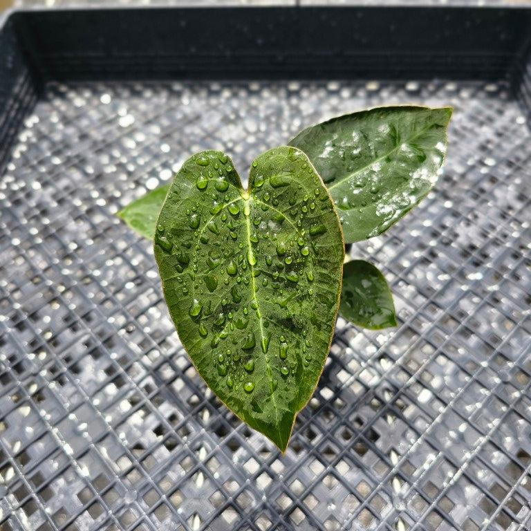 Anthurium Ace Of Spades X Papillilaminum, Exact Plant Ships Nationwide