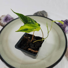 Load image into Gallery viewer, Philodendron Hederaceum Micans Aurea, Exact Plant Variegated Ships Nationwide
