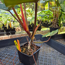 Load image into Gallery viewer, Philodendron Dark Lord, Exact Plant Ships Nationwide
