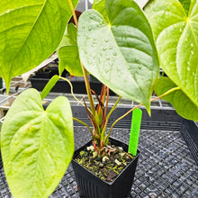 Load image into Gallery viewer, Anthurium Red Beauty, Exact Plant
