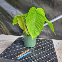 Load image into Gallery viewer, Philodendron Sharoniae, Exact Plant Ships Nationwide
