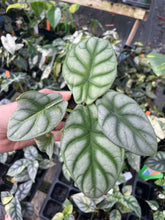 Load image into Gallery viewer, Alocasia Silver Dragon 2.5" pot, Fedex 2day*
