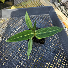 Load image into Gallery viewer, Anthurium Warocqueanum, Queen, Exact Plant Ships Nationwide
