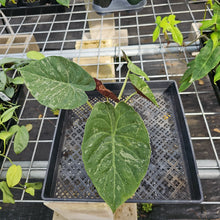 Load image into Gallery viewer, Alocasia Wentii, Exact Plant Variegated Ships Nationwide
