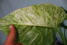Load image into Gallery viewer, Variegated Philodendron Giganteum Blizzard Exact Plant Ships nationwide
