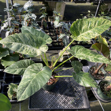 Load image into Gallery viewer, Philodendron Giganteum Blizzard Variegated exact plant, Fedex 2day
