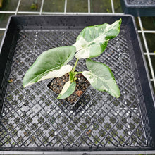 Load image into Gallery viewer, Alocasia Odora, Okinawa Silver, Exact Plant Variegated 4&#39;&#39; pot
