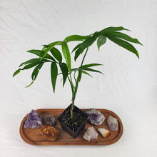 Load image into Gallery viewer, Monstera Subpinnata, Exact Plant Ships Nationwide
