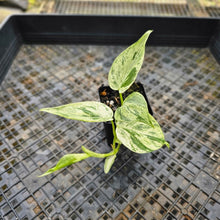 Load image into Gallery viewer, Philodendron Hederaceum, Heart Leaf, Exact Plant Variegated Ships Nationwide
