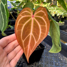 Load image into Gallery viewer, Anthurium Magnificum X Red Crystalinum, Exact Plant Ships Nationwide
