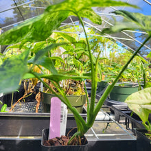 Load image into Gallery viewer, Syngonium Mojito, Exact Plant Variegated Ships Nationwide
