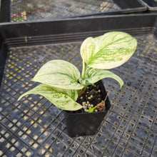 Load image into Gallery viewer, Scindapsus Moonlight Marble, Exact Plant Variegated Ships Nationwide
